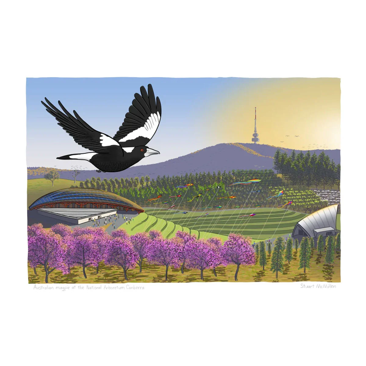 Art Print A4 Australian Magpie at the Aboretum - Stuart McMillen