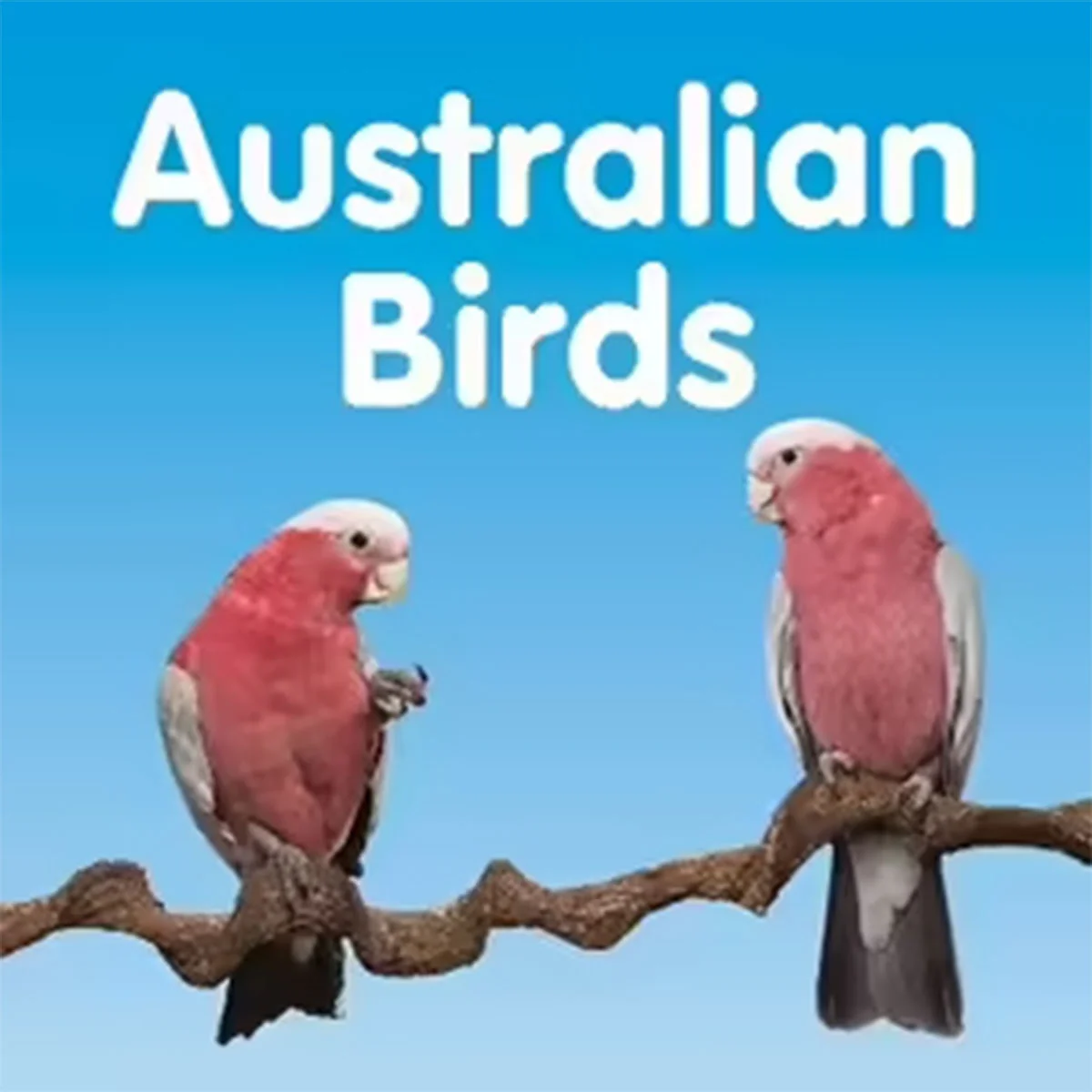 Australian Birds Board book