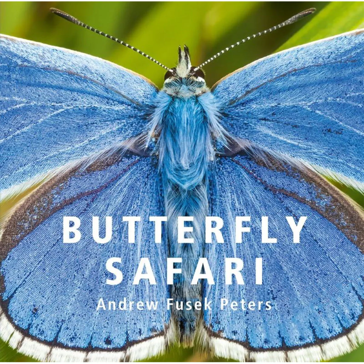 Butterfly Safari