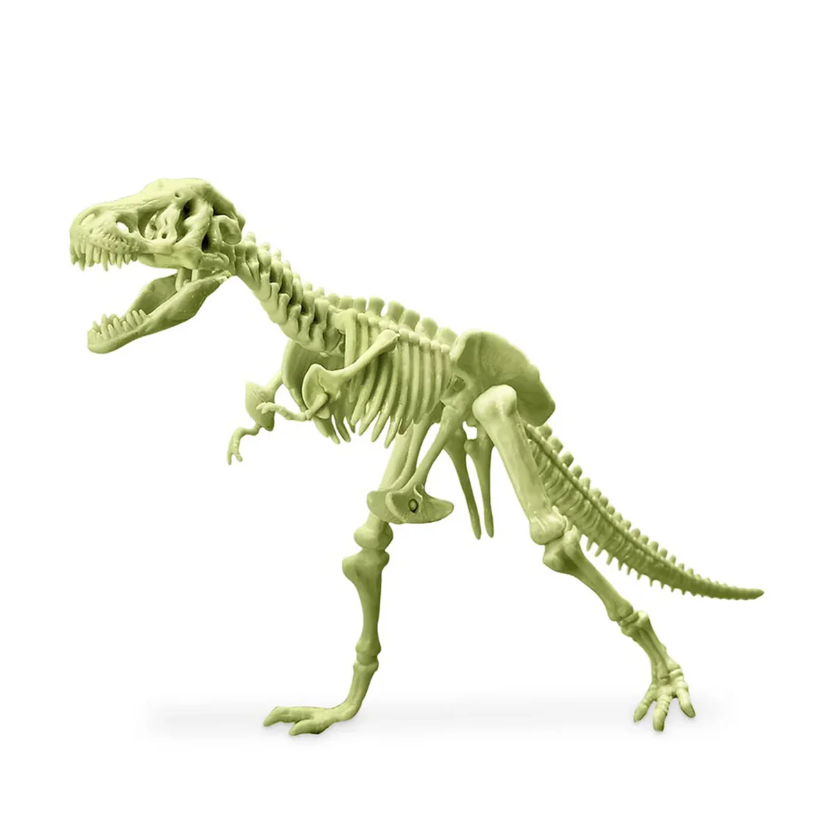 Glowing T Rex Skeleton - Johnco Productions - Image 2